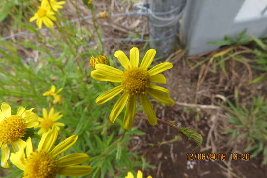 Image of Madagascar ragwort