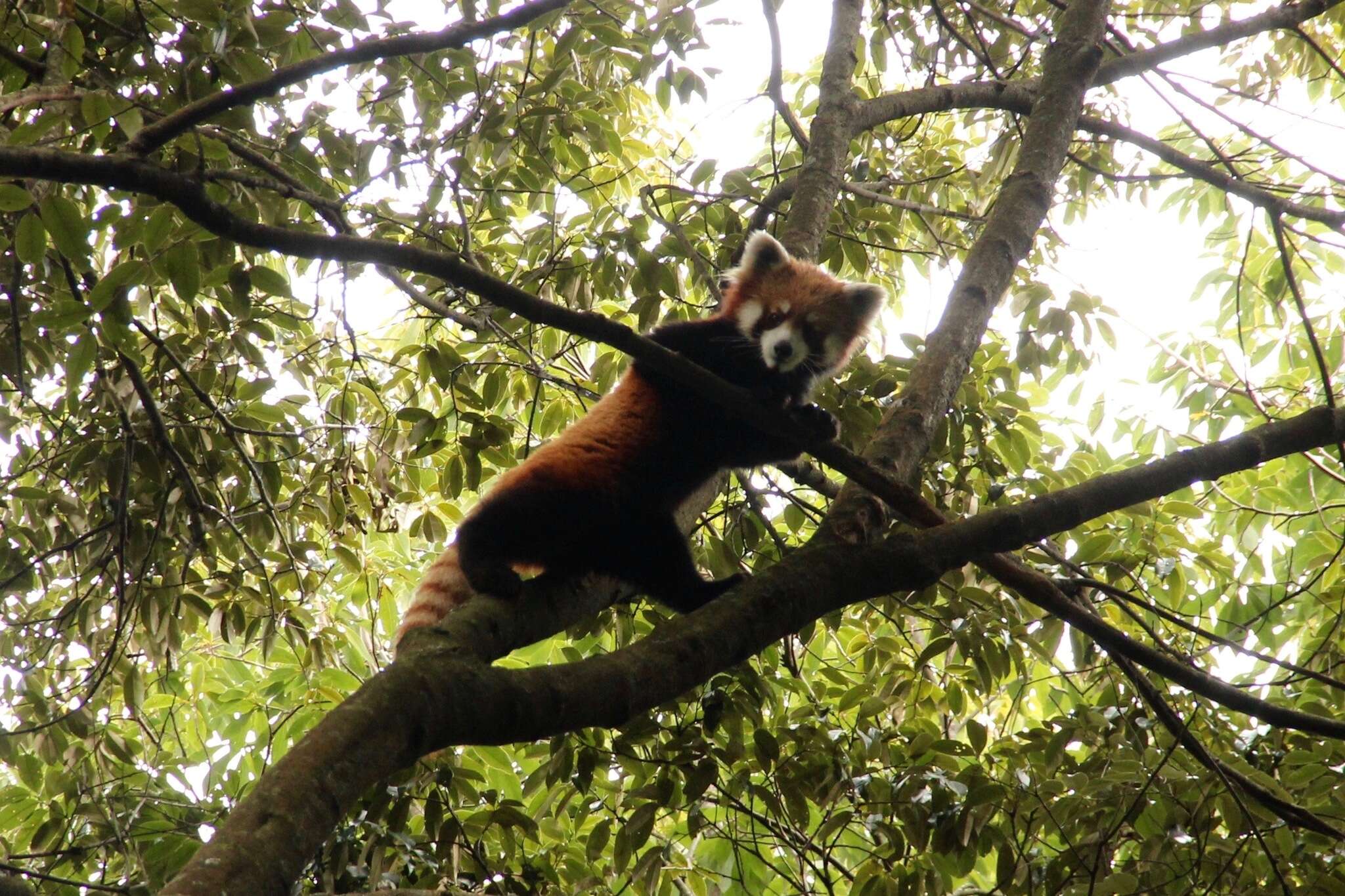 Image of Ailurus fulgens styani Thomas 1902