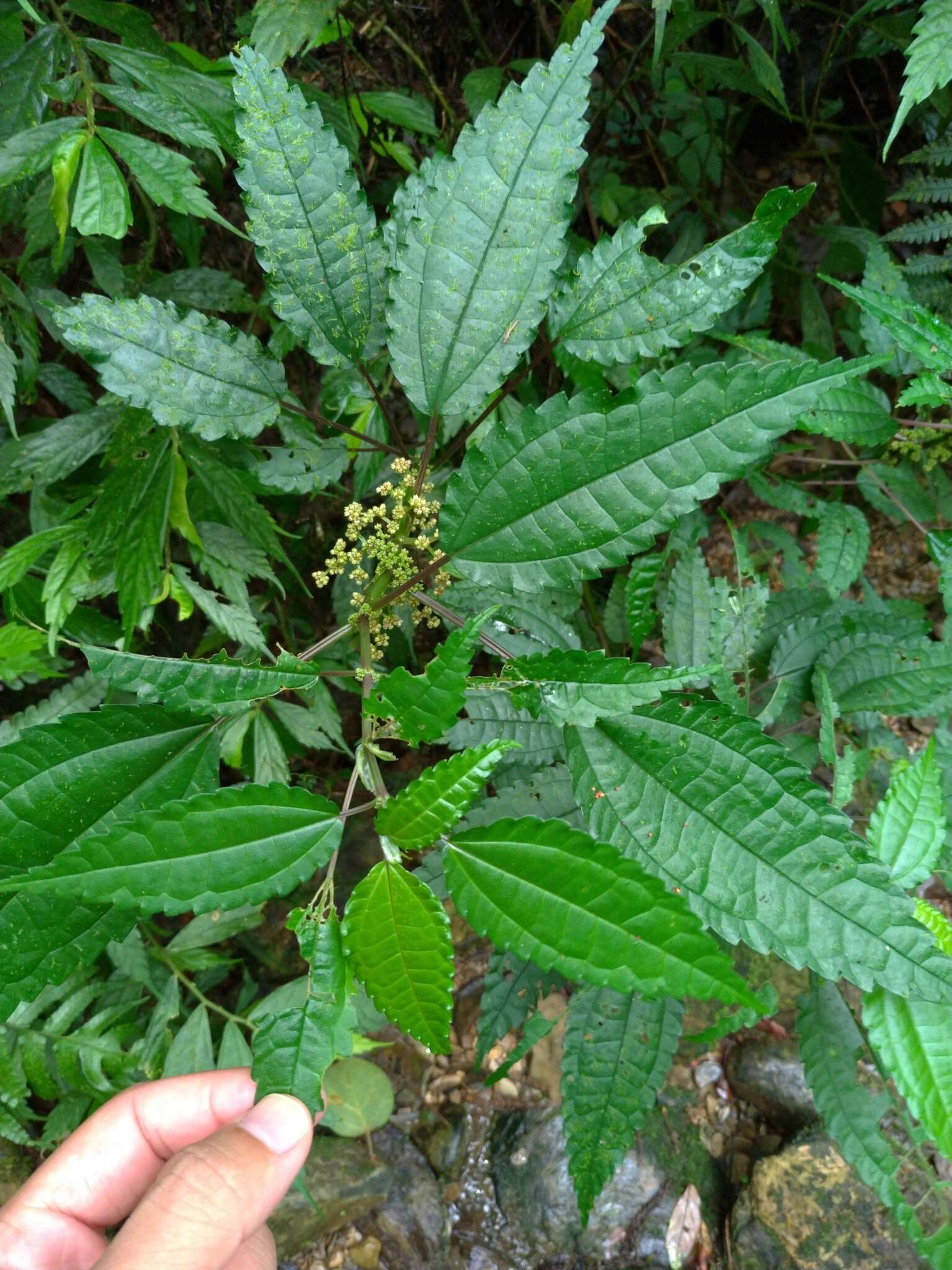Image of Pilea angulata (Bl.) Bl.