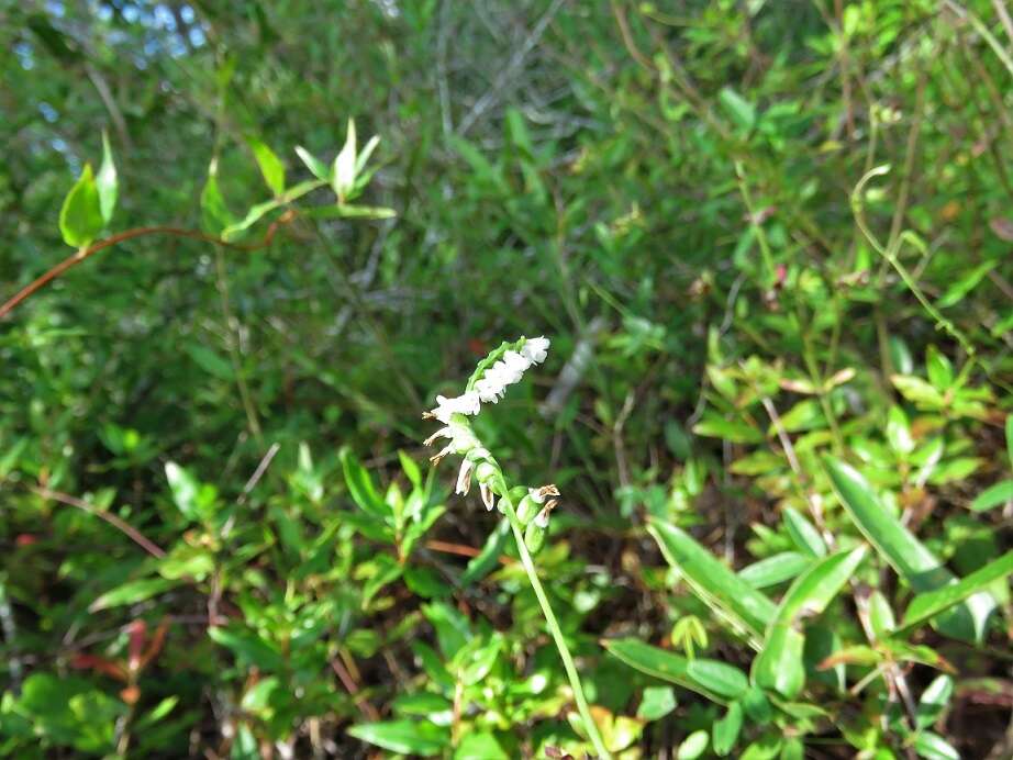 Слика од Spiranthes tuberosa Raf.