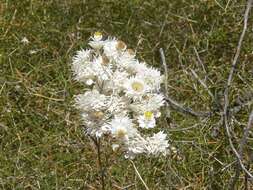 Image of Waitzia acuminata var. albicans P. G. Wilson