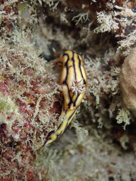 Image of Orange edge khaki slug