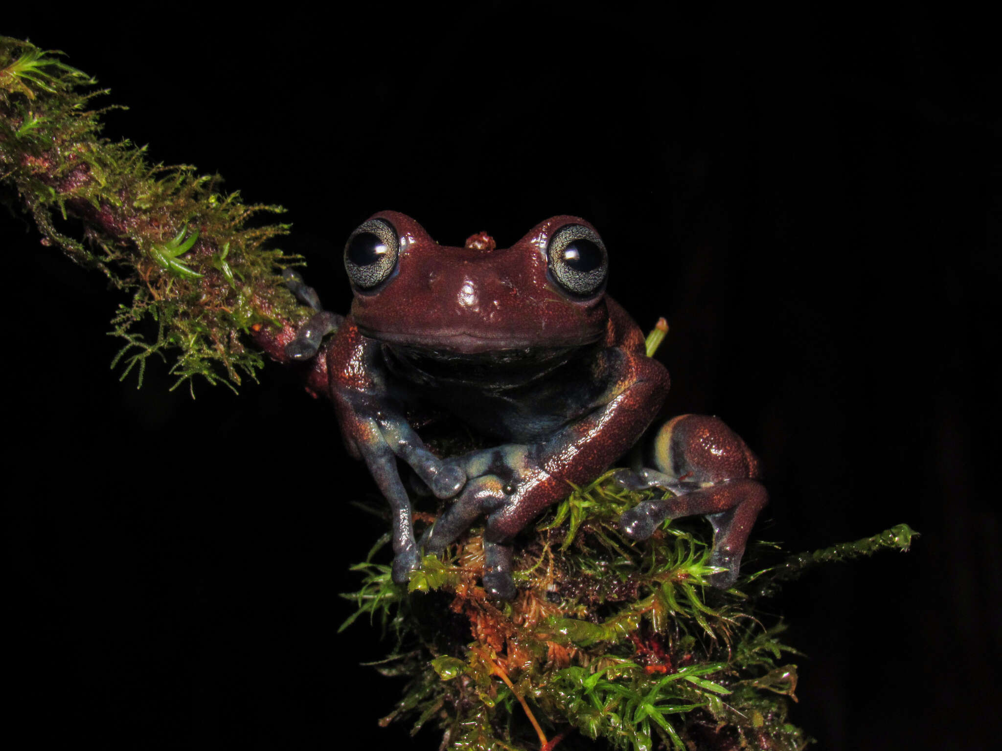 Image of Hyloscirtus antioquia Rivera-Correa & Faivovich 2013