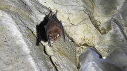 Image of Formosan Lesser Horseshoe Bat