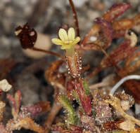 Image of Miniature Monkey-Flower