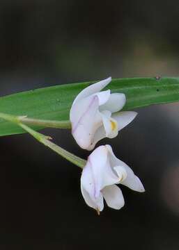 Imagem de Polystachya ottoniana Rchb. fil.