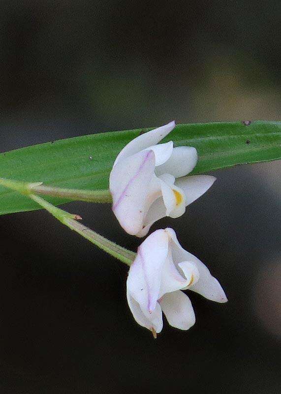 Image of Polystachya ottoniana Rchb. fil.