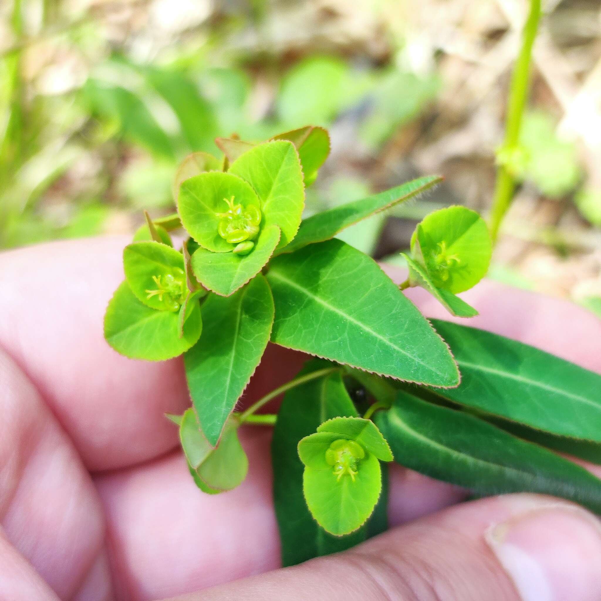 Слика од Euphorbia lucorum Rupr.