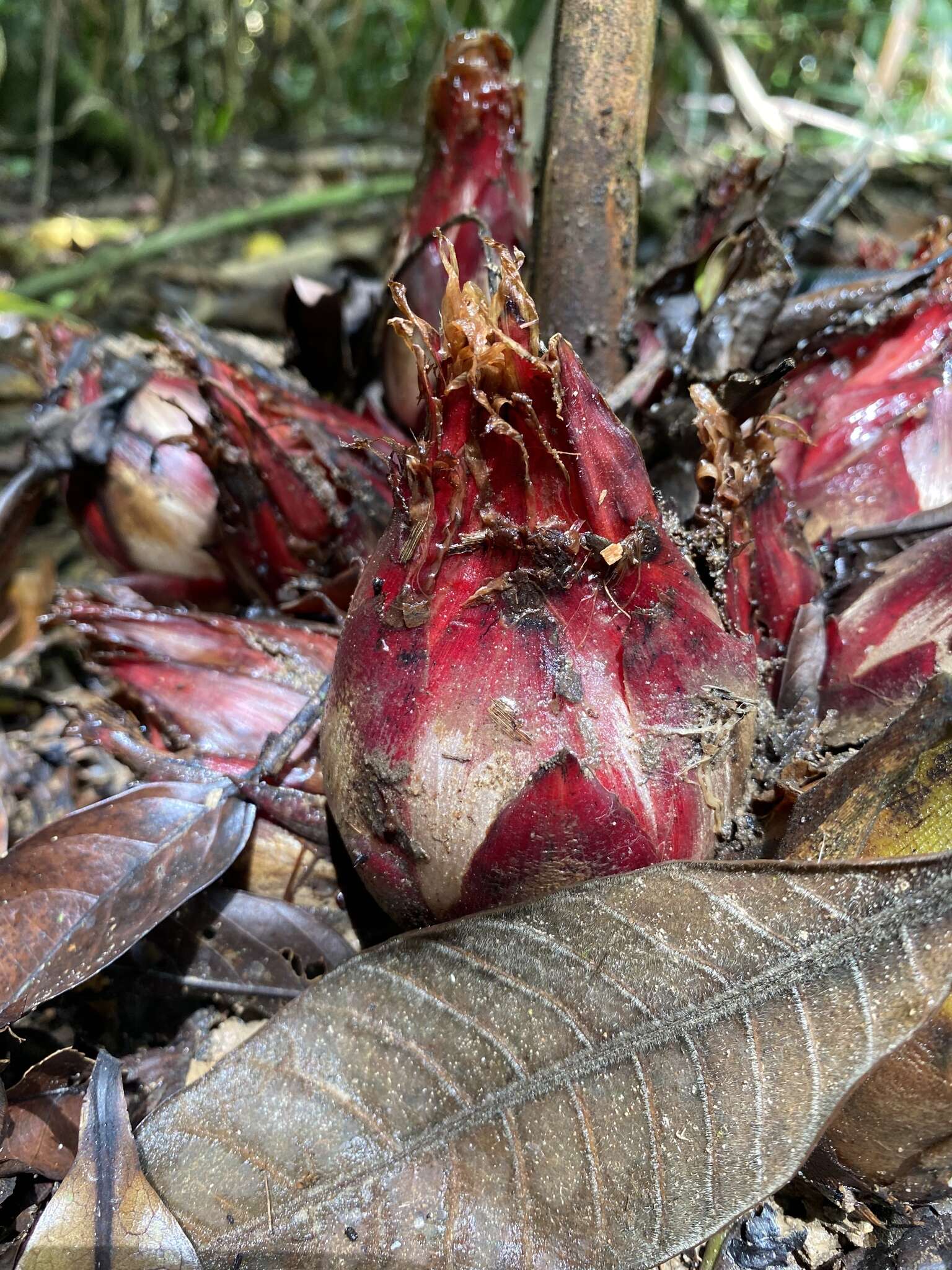 Слика од Hornstedtia scottiana (F. Muell.) K. Schum.