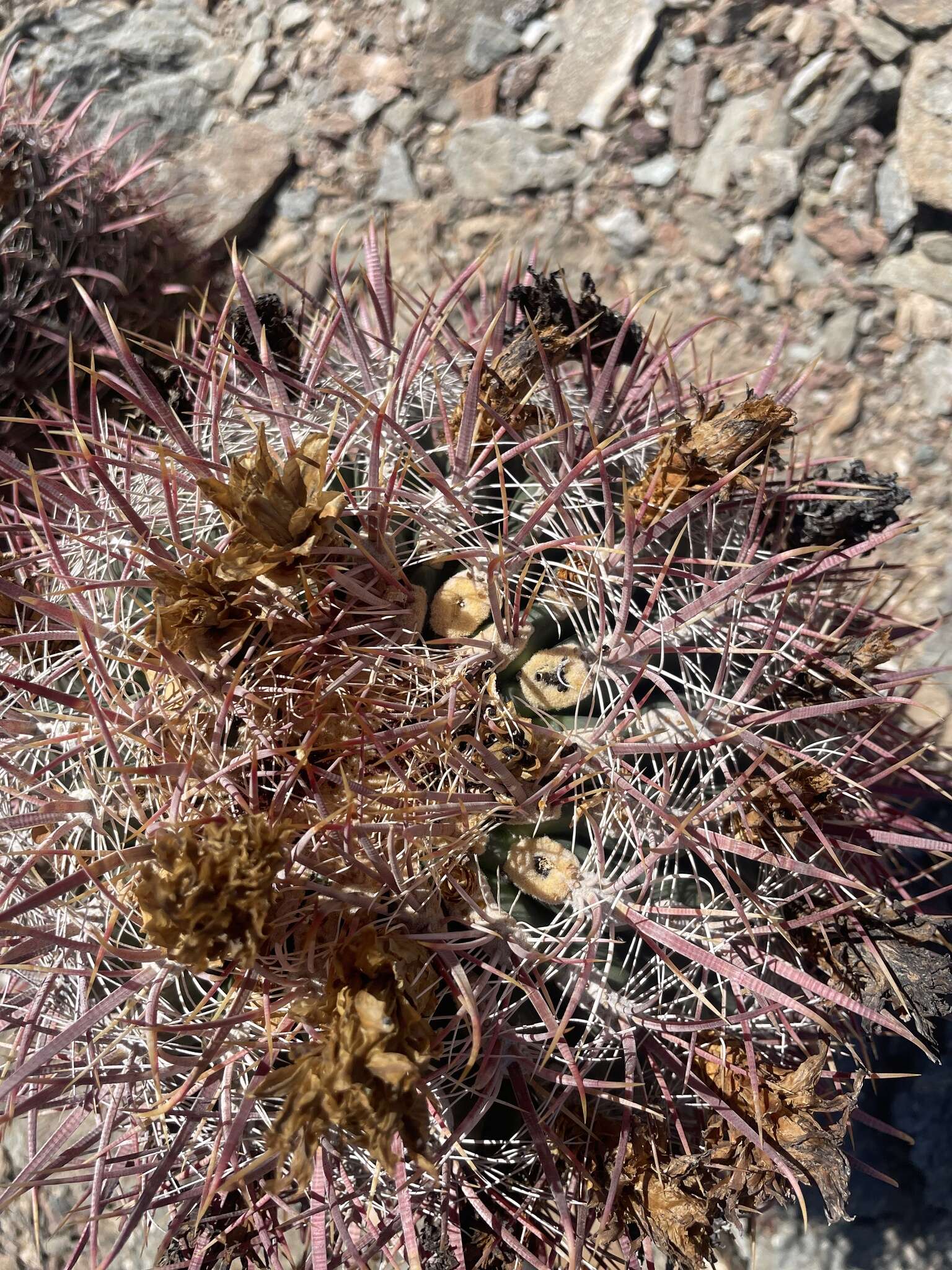 Image of Ferocactus gracilis subsp. gatesii (G. E. Linds.) N. P. Taylor