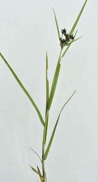 Image de Cyperus mundii (Nees) Kunth