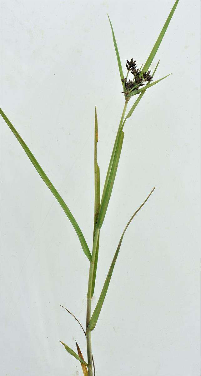 Image of Cyperus mundii (Nees) Kunth