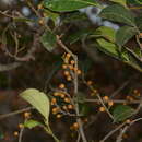 Sivun Ficus tinctoria subsp. gibbosa (Bl.) Corner kuva