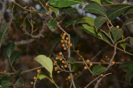 Image de Ficus tinctoria subsp. gibbosa (Bl.) Corner