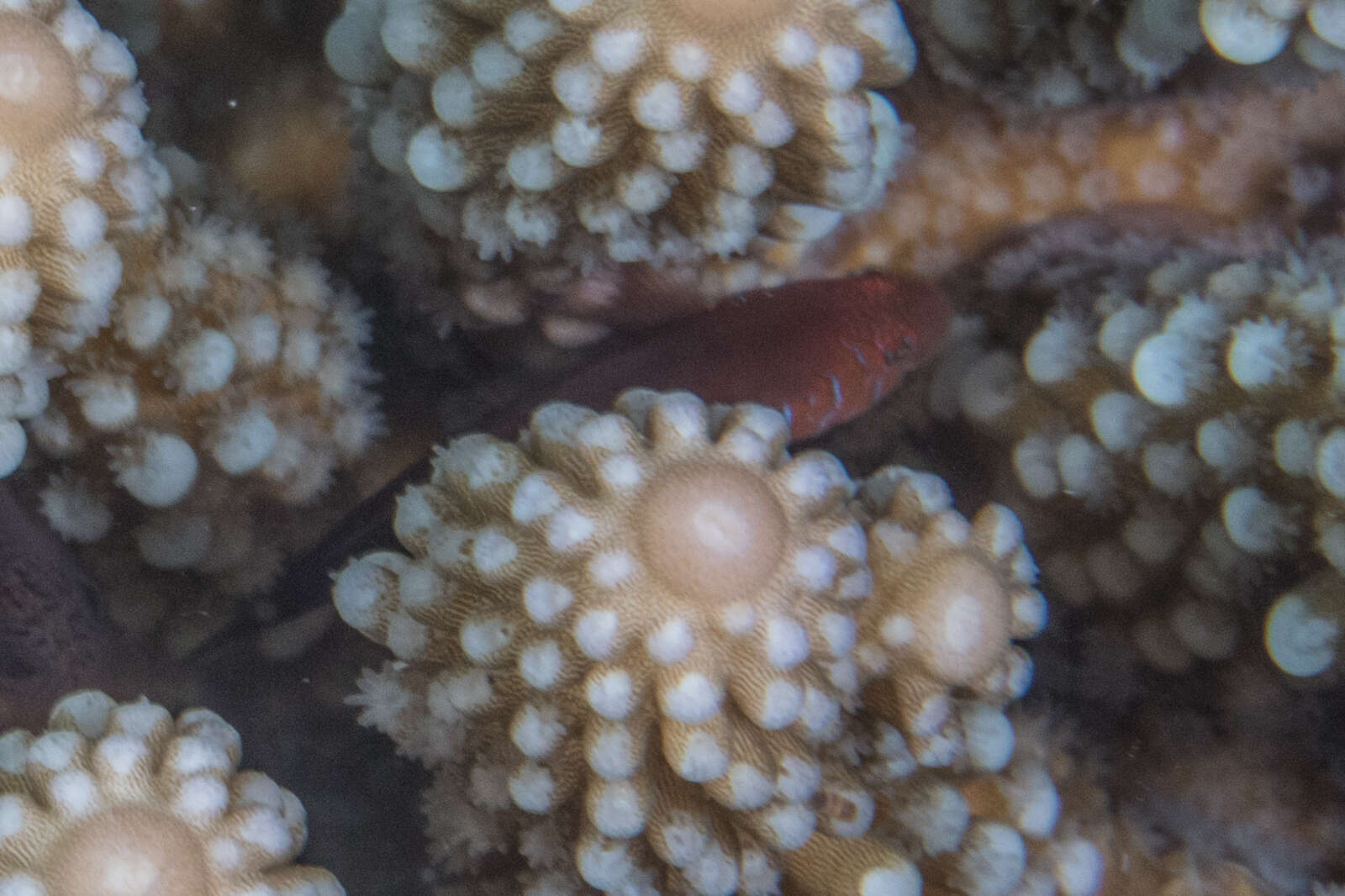 Image of Five-bar coral goby