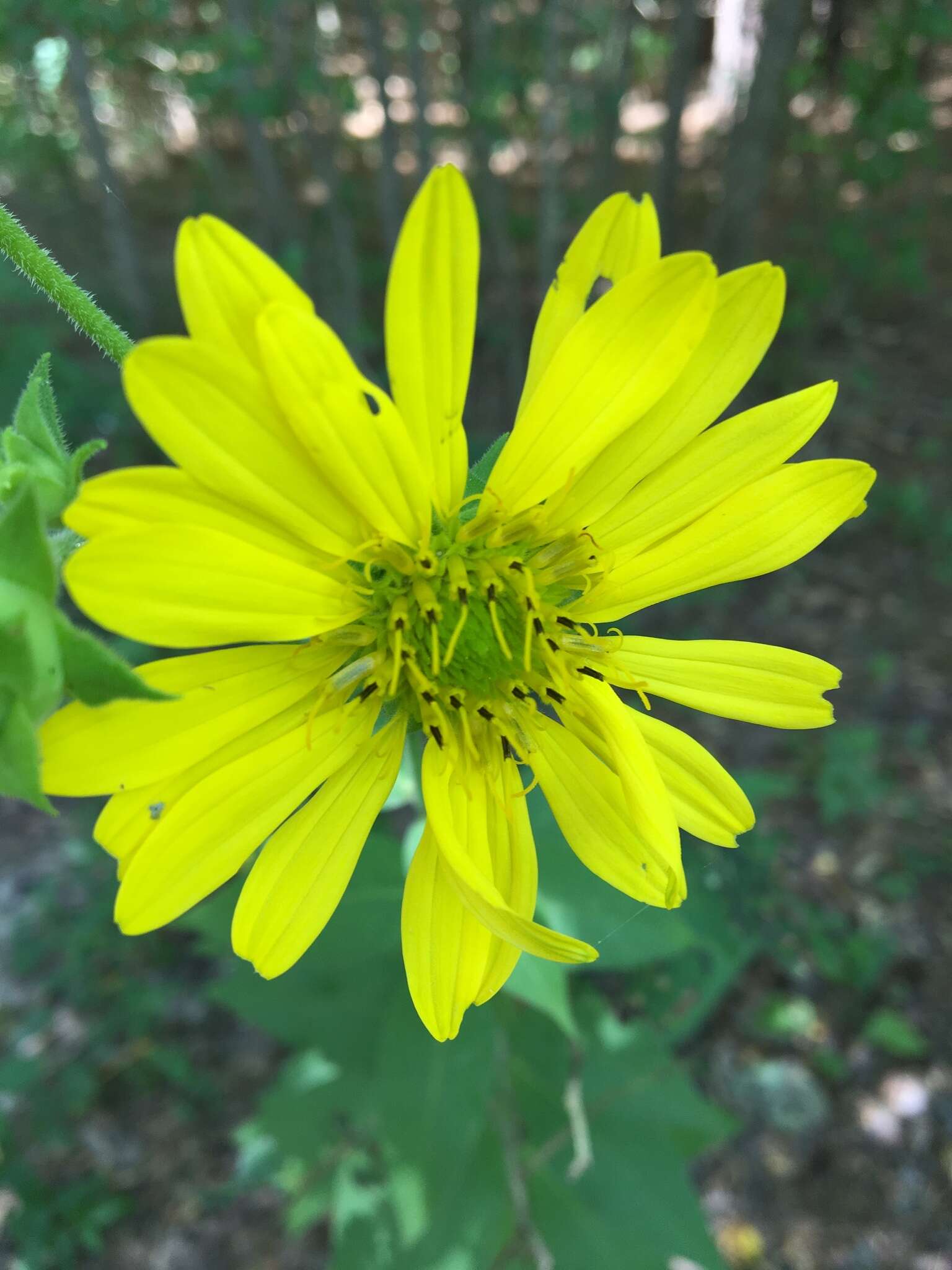 Image of <i>Silphium <i>integrifolium</i></i> var. integrifolium