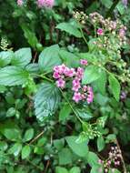 Image of Japanese meadowsweet