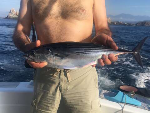 Image of Black Skipjack