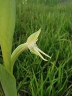 Image of Habenaria trifida Kunth