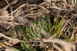 Image of Sempervivum globiferum subsp. hirtum (L.) H.