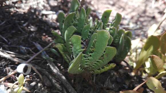 Image of Faucaria felina (Weston) Schwant. & Jacobsen