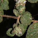 Image of Minthostachys mollis (Benth.) Griseb.