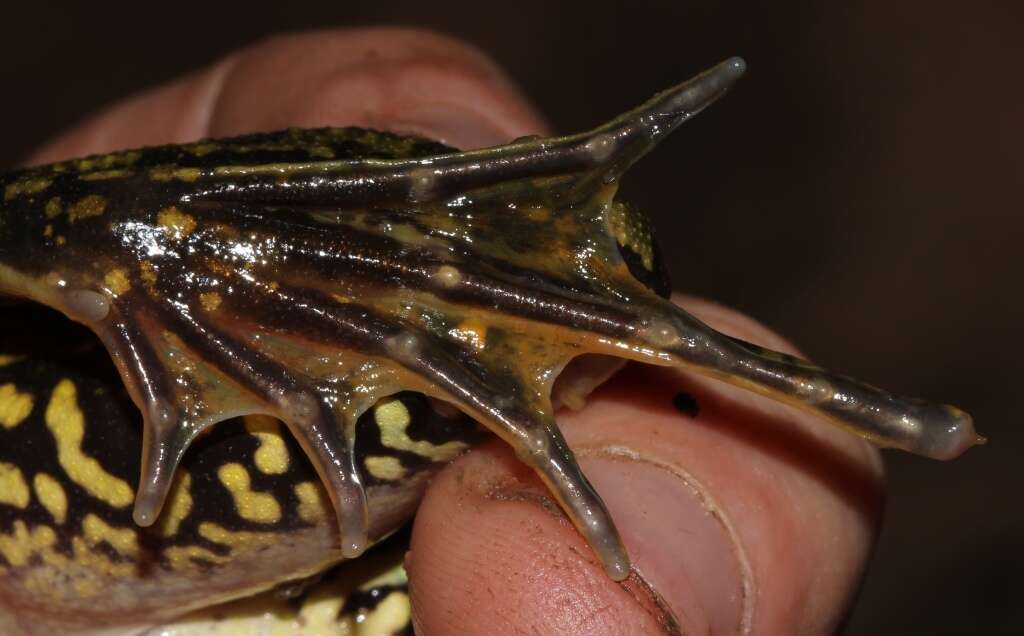 Image of Angola Frog