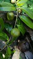 Image of Salacia madagascariensis (Lam.) DC.