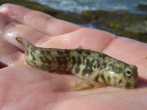 Image of Peacock Rockskipper