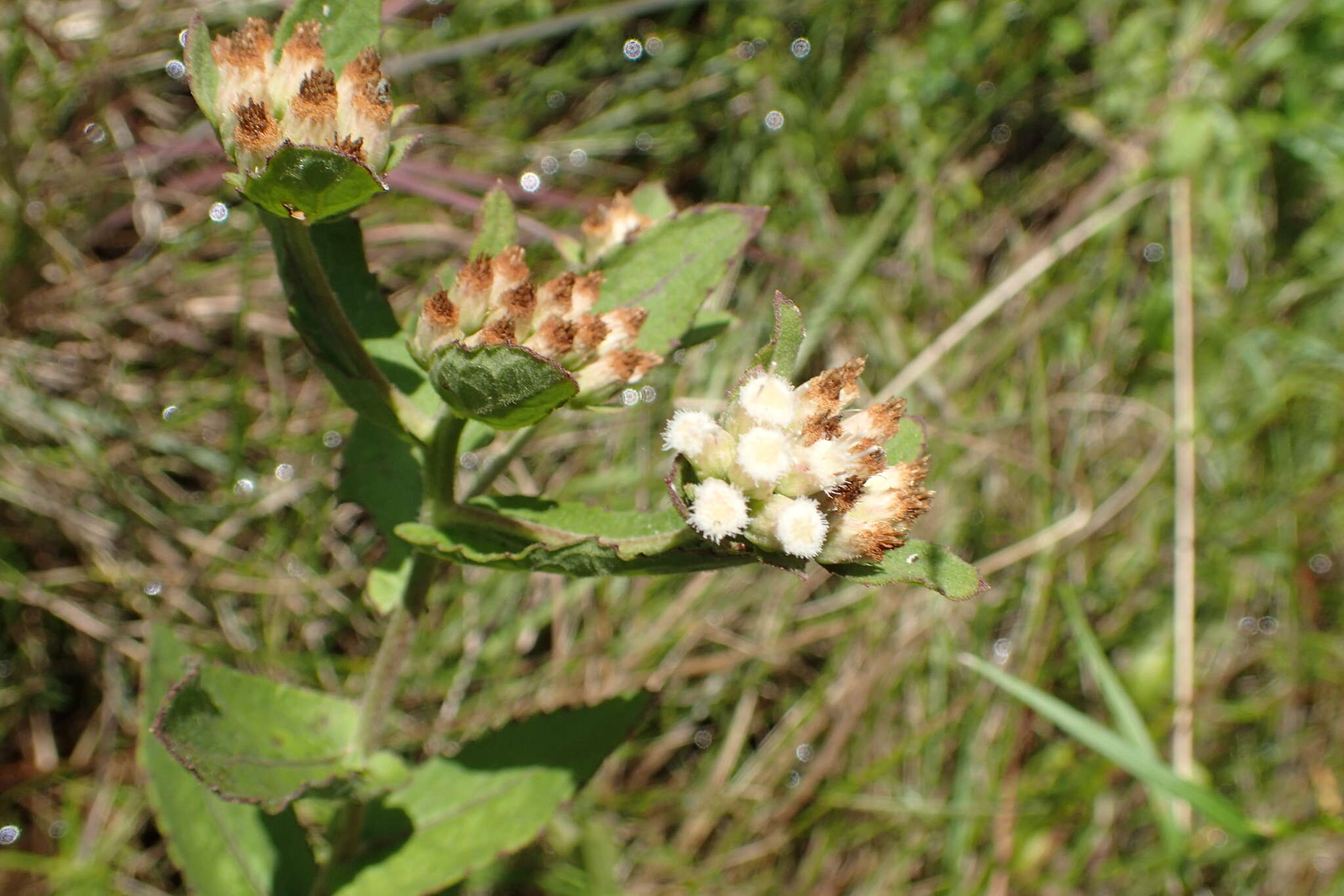 Image of March fleabane