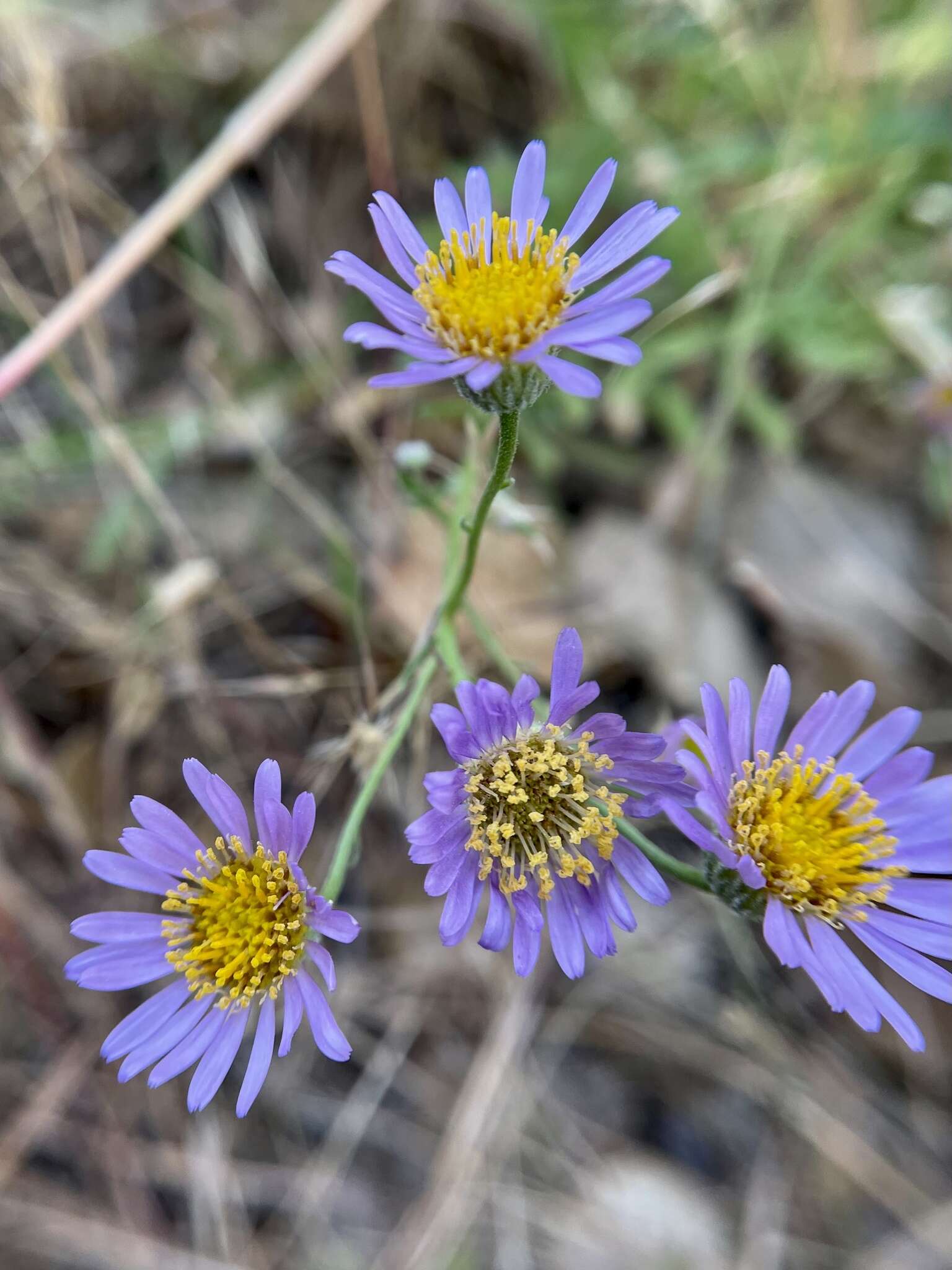 Image of Franciscan erigeron