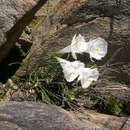 Image of Narcissus cantabricus subsp. monophyllus (Durand) A. Fern.