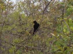 Image of Crested Black Tyrant