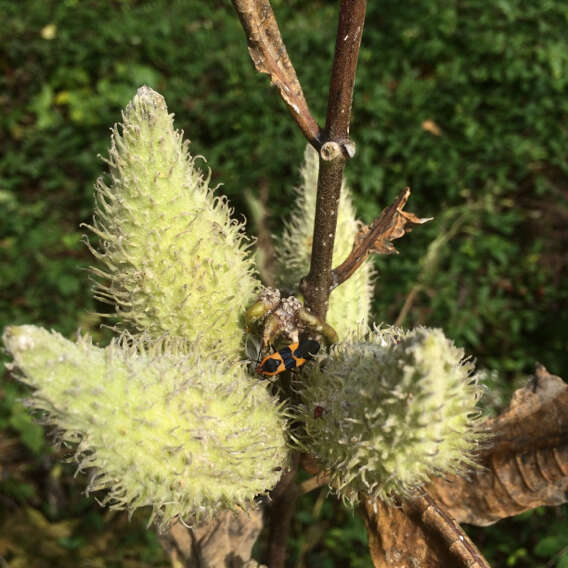 Image of Large Milkweed Bug