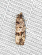 Lobesia peltophora Meyrick 1911 resmi