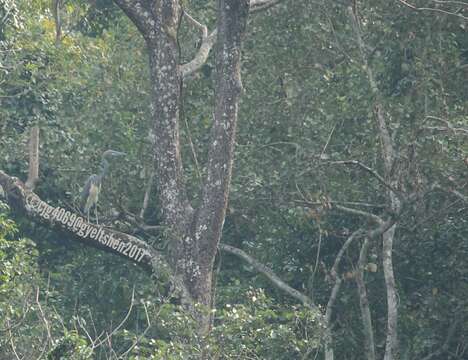 Plancia ëd Ardea insignis Hume 1878