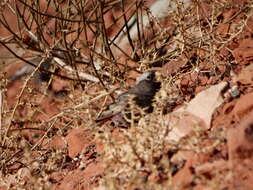 Image of Black Rosy Finch