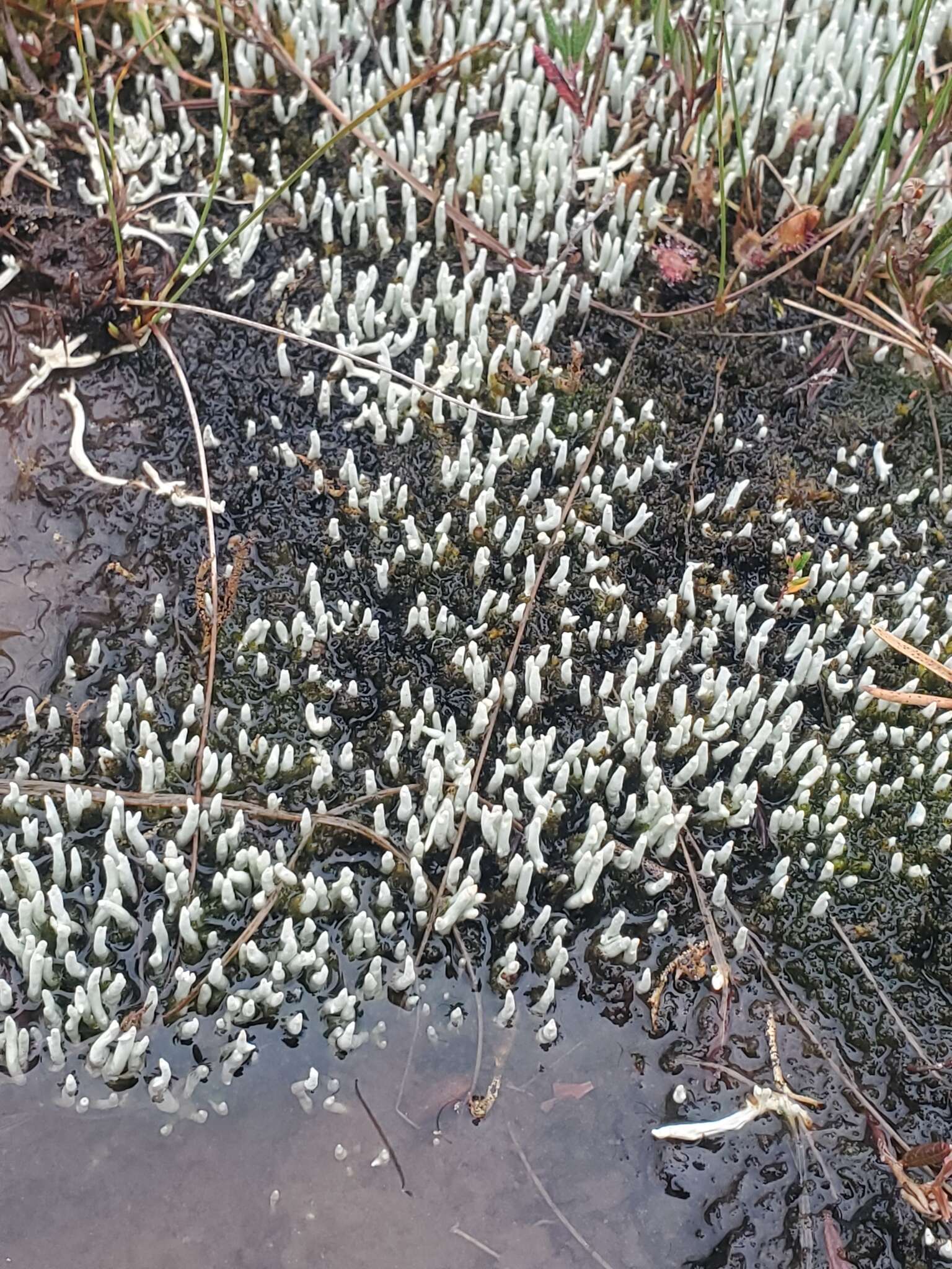 Image of whitefingers lichen