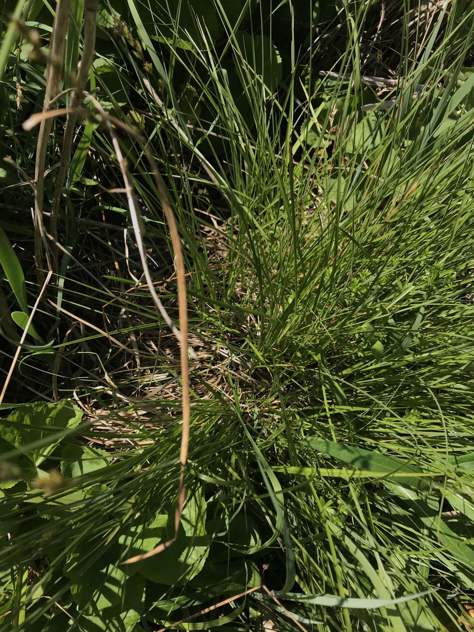 Image of Prairie sedge