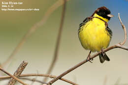 Image of Yellow-breasted Bunting