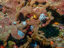 Image of Swiss cow nudibranch