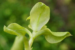 Image of Peronospora alsinearum