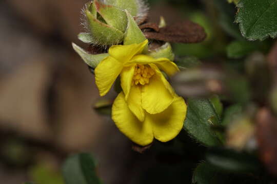 Hibbertia pilosa Steud. resmi