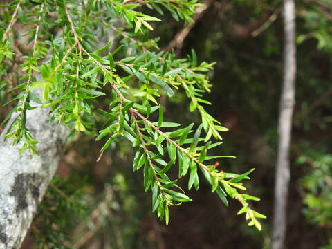 Image of Sannantha bidwillii (A. R. Bean) Peter G. Wilson