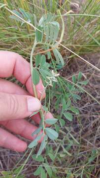 Imagem de Indigofera asperifolia Benth.