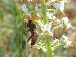 Image of Reseda jacquinii Rchb.