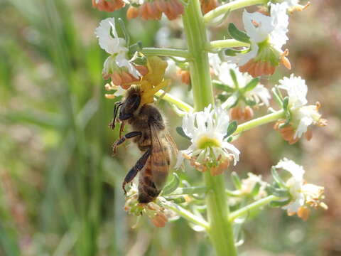 Image of Reseda jacquinii Rchb.