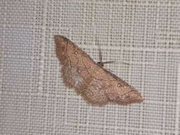 Cyclophora coecaria Herrich-Schäffer 1870 resmi