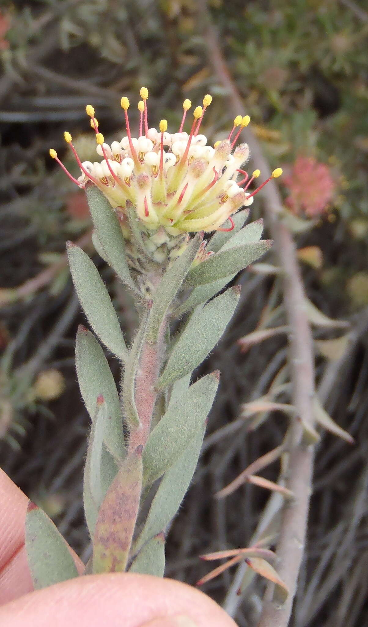 Plancia ëd Leucospermum wittebergense Compton