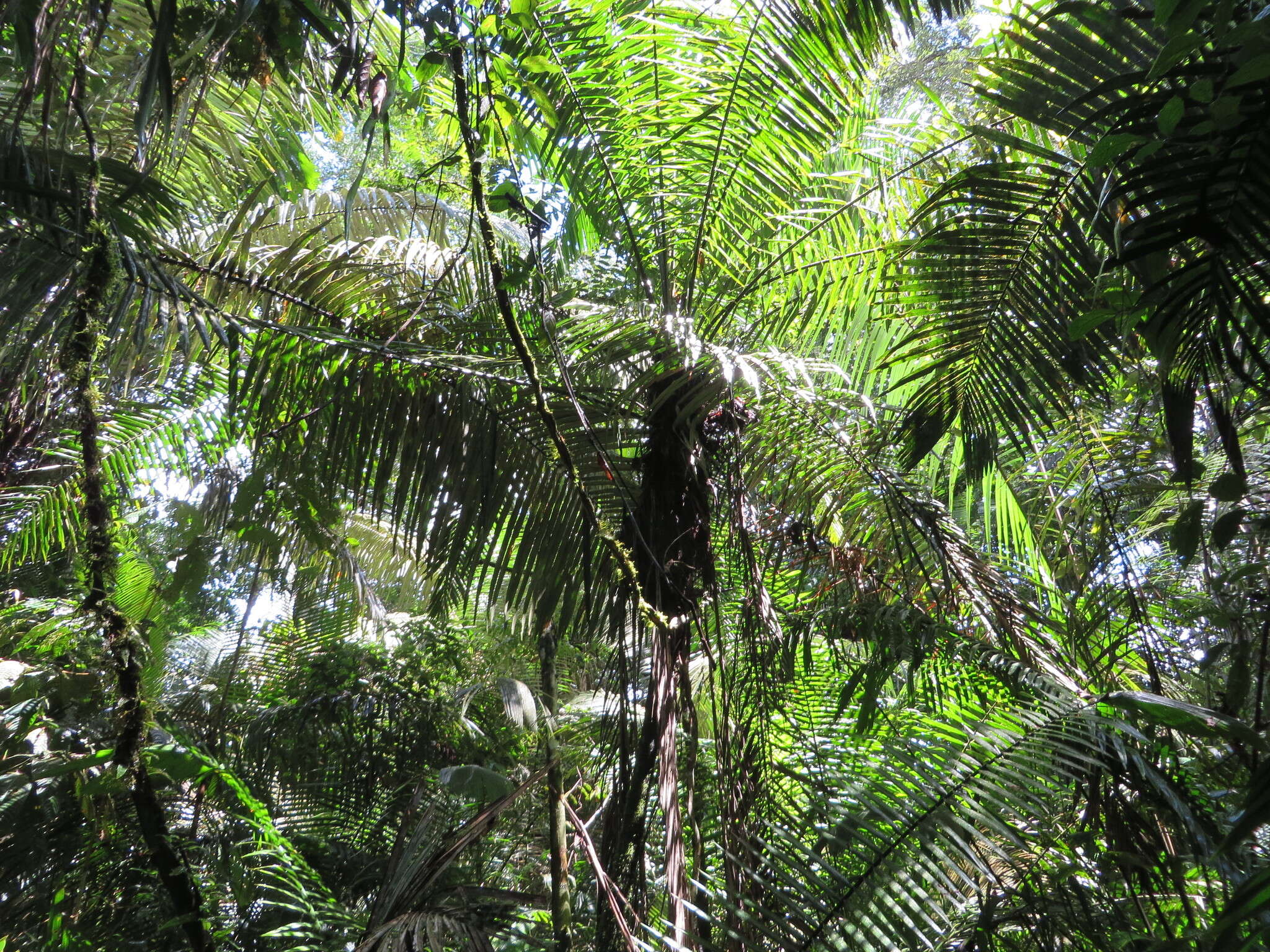 Image of Phytelephas tenuicaulis (Barfod) A. J. Hend.